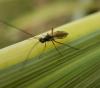 Campopleginae inconnu